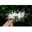 หวีสับดอกไม้สีขาว ประดับลูกปัดรูปใบไม้