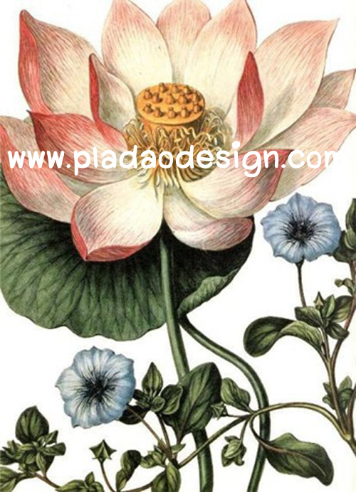 กระดาษสาพิมพ์ลาย สำหรับทำงาน เดคูพาจ Decoupage แนวภาำพ ภาพวาด ดอกบัวหลวงขนาดใหญ่บานเต็มที่ สวยมาก (ปลาดาวดีไซน์)