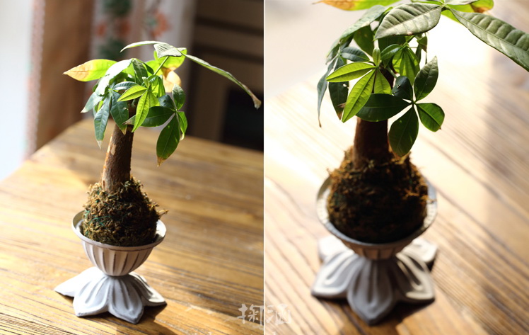 Pre-Order เชิงเทียน หรือกระถางต้นไม้ 2in1 งานปั้มโลหะ ทำสีเก่า Zakka