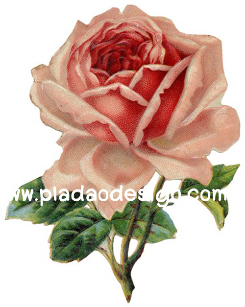 กระดาษสาพิมพ์ลาย สำหรับทำงาน เดคูพาจ Decoupage แนวภาำพ ภาพวาด ดอกกุหลาบสีส้ม ดอกใหญ่มาก ก้านแข็ง หนามเยอะ (ปลาดาวดีไซน์)