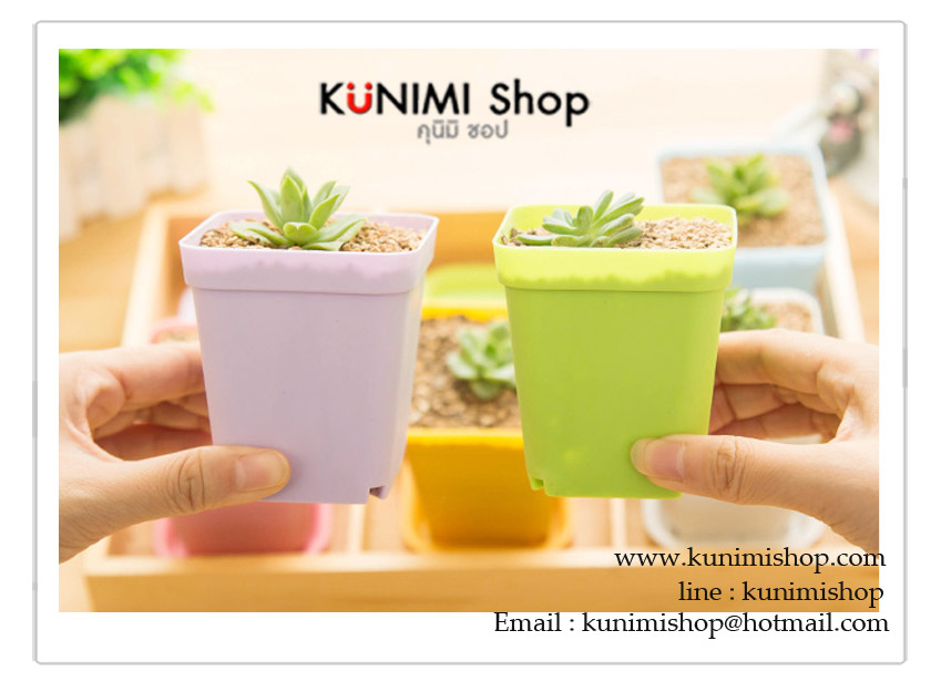  กระถางต้นไม้ขนาดเล็ก สีสันสดใส นำหนักเบา วัสดุทำจากพลาสติก ที่ก้นกระถางมีรูให้น้ำผ่าน มาพร้อมถางรองกระถางคะ 