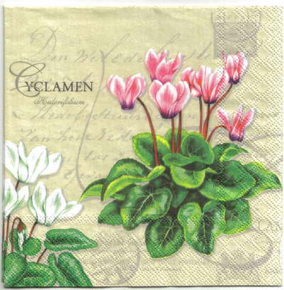 แนวภาพดอกไม้ ดอกไซคลาเมน ขาว ชมพู แดง Cyclamen เป็นภาพแนวยาว กระดาษแนพกิ้นสำหรับทำงาน เดคูพาจ Decoupage Paper Napkins ขนาด 33X33cm