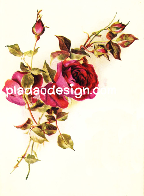 กระดาษสาพิมพ์ลาย สำหรับทำงาน เดคูพาจ Decoupage แนวภาำพ ภาพวาด ดอกกุหลาบสีแดงกำมะหยี่ หลายดอก เป็นภาพแบบวินเทจ vintage (ปลาดาวดีไซน์)