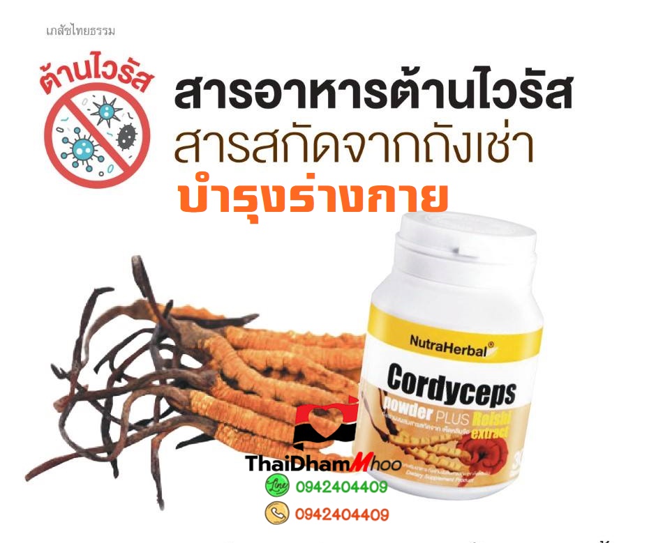 ถั่งเช่า บำรุงปอด ตับ ไต