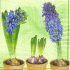 แนวภาพดอกไม้ หัวไฮยาซิน สีฟ้า ในกระถาง Hyacinth เป็นภาพครึ่งแผ่น กระดาษแนพกิ้นสำหรับทำงาน เดคูพาจ Decoupage Paper Napkins ขนาด 33X33cm