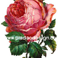 กระดาษสาพิมพ์ลาย สำหรับทำงาน เดคูพาจ Decoupage แนวภาำพ ภาพวาด ดอกกุหลาบสีแดงส้ม ดอกใหญ่มาก ก้านแข็ง หนามเยอะ กลีบสวย (ปลาดาวดีไซน์) A5