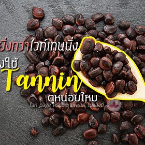 ประโยชน์ของเมล็ดมะขาม