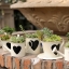 Pre-Order ถังสังกะเคลือบสีลายหัวใจ กระถางต้นไม้ทรงบัวรดน้ำ Zakka มี 3 ขนาด