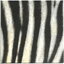 แนวภาพลายแต่ง ซาฟารี Skin ขนม้าลาย Zebra เป็นภาพเต็มแผ่น กระดาษแนพกิ้นสำหรับทำงาน เดคูพาจ Decoupage Paper Napkins ขนาด 33X33cm