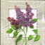 แนวภาพดอกไม้ ช่อดอกไลแลค บนกรอบเทา Lilac เป็นภาพบล็อค 4 กระดาษแนพกิ้นสำหรับทำงาน เดคูพาจ Decoupage Paper Napkins ขนาด 33X33cm