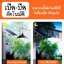โคมไฟพร้อมแผงโซล่าเซลล์ โคมไฟวินเทจ 210W หลอดไฟพลังงานแสงอาทิตย์ PAE-5210