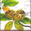 แนวภาพผลไม้ ลูกนัท Chestnut เป็นภาพเต็มแผ่น กระดาษแนพกิ้นสำหรับทำงาน เดคูพาจ Decoupage Paper Napkins ขนาด 33X33cm