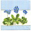 แนวภาพดอกไม้ ช่อดอก Water Forgetmenot กรอบสก็อตฟ้า เป็นภาพแนวยาว กระดาษแนพกิ้นสำหรับทำงาน เดคูพาจ Decoupage Paper Napkins ขนาด 33X33cm