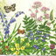 แนวภาพดอกไม้ ดอกไม้หลากสี กับผีเสื้อ Flower & Butterfly เป็นภาพครึ่งแผ่น กระดาษแนพกิ้นสำหรับทำงาน เดคูพาจ Decoupage Paper Napkins ขนาด 33X33cm