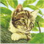 แนวภาพสัตว์ แมวบนต้นไม้ Cat on Tree เป็นภาพบล็อค 4 กระดาษแนพกิ้นสำหรับทำงาน เดคูพาจ Decoupage Paper Napkins ขนาด 33X33cm