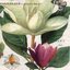 แนวภาพดอกไม้ วินเทจ ดอกแมกโนเลีย Magnolia เป็นภาพบล็อค 4 กระดาษแนพกิ้นสำหรับทำงาน เดคูพาจ Decoupage Paper Napkins ขนาด 33X33cm